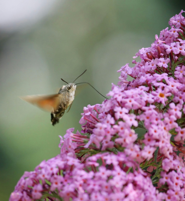 BUDDLEJA-Záhrada rodinného domu
