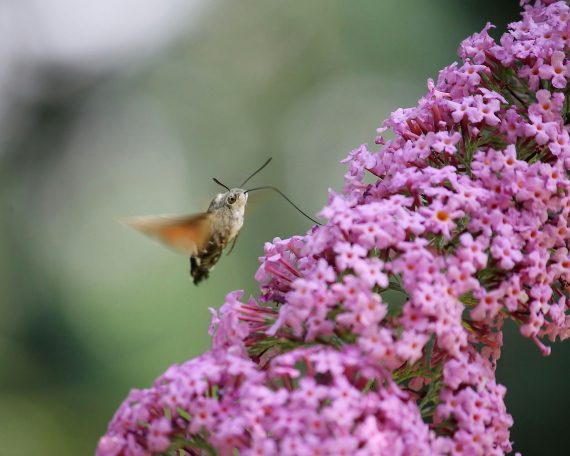 BUDDLEJA-Záhrada rodinného domu