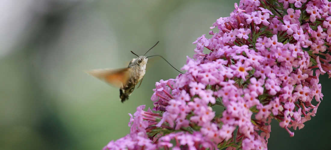 BUDDLEJA-Záhrada rodinného domu